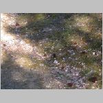 rfrelia2006024.jpg