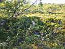 Wolf_crt057.jpg